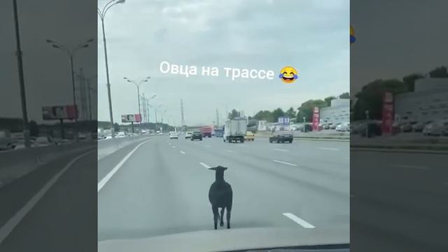 СМЕХ ДО СЛЕЗ - ТОП ПРИКОЛЫ 2022 😂 #Shorts смотреть онлайн