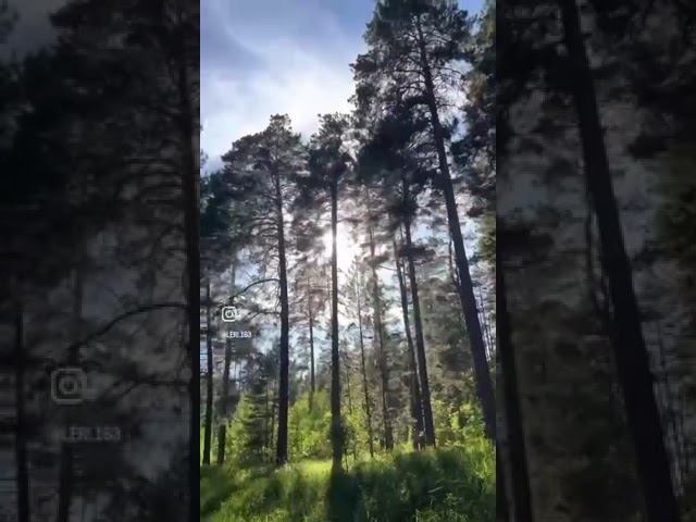 Сегодня с детьми гуляли в лесу#россия смотреть онлайн