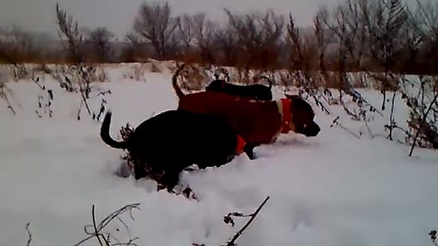 Купание стаффов в снегу-2. смотреть онлайн