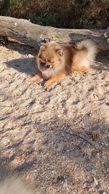 #шпиц.Доброе утро 🥰❤