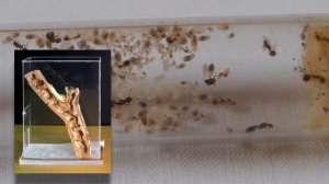 НОВЫЕ МУРАВЬИ МОЕЙ КОЛЛЕКЦИИ - Temnothorax unifasciatus