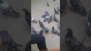 ''ЛАЙФХАК как поймать голубя"