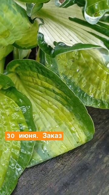 заказ хост. 30 июня. ангел хранитель, brother stefan и другие смотреть онлайн