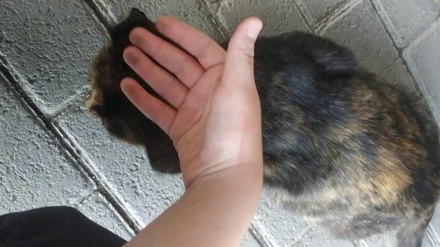 Беременная кошка :) смотреть онлайн