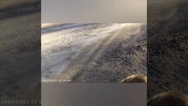 Даня с лобзиком