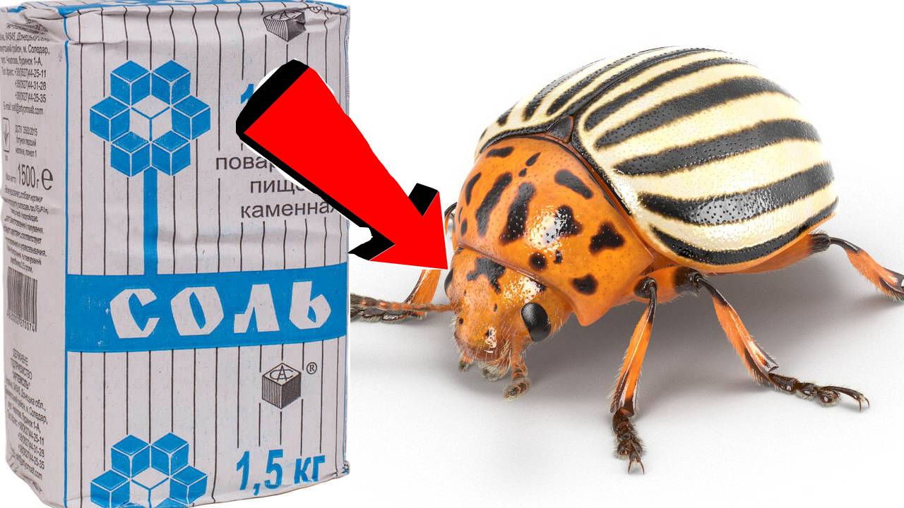 Как навсегда избавиться от Колорадского Жука За 3 Секунды! смотреть онлайн
