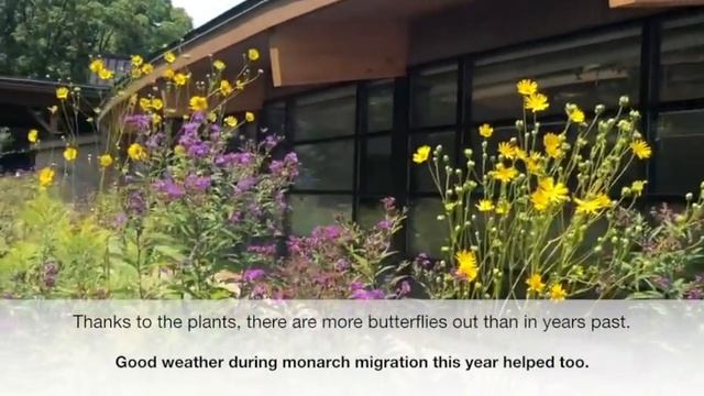 UM-Deaborn butterflies смотреть онлайн
