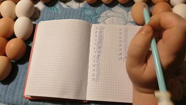 Инкубация куриных яиц. Пошагово каждый этап для начинающих и не только. Инкубация от А до Я. смотреть онлайн