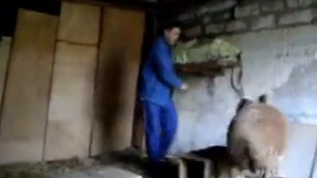 дрессированный баран смотреть онлайн
