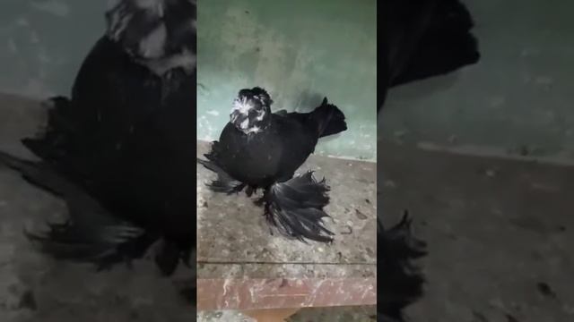 Узбекские голуби Pigeons الحمام Tauben merpati کبوتر鴿子 ハトkaʙūtar смотреть онлайн