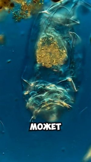 представляете что в ледниках может быть заморожено еще?