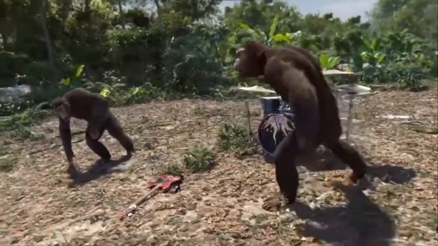 Польские обезьяны танцуют смотреть онлайн