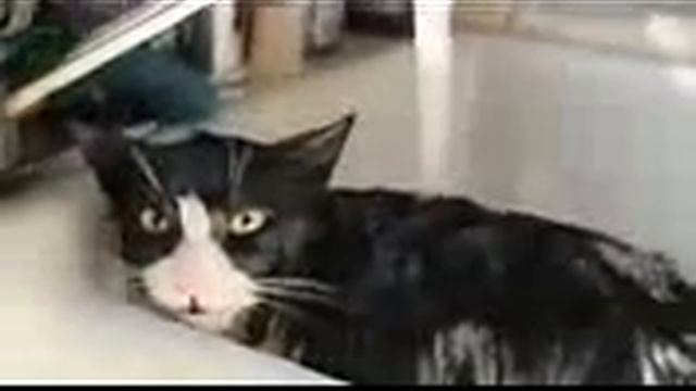 Приколы с кошками Купание котов Смешное видео смотреть онлайн