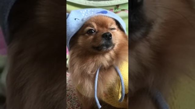 Слово Шпица. 1 серия.