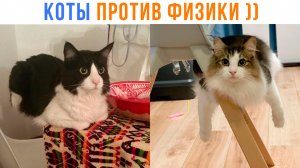 КОТЫ ПРОТИВ ФИЗИКИ ))) Приколы с котами | Мемозг 1597