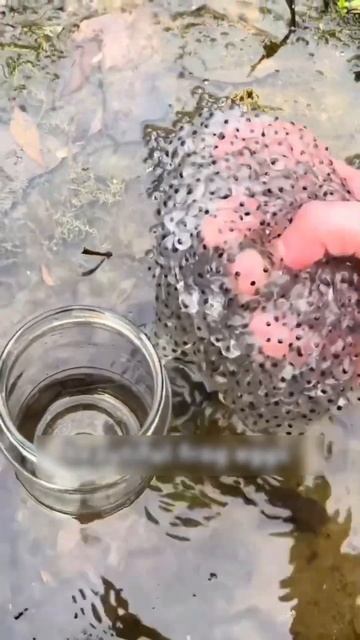 Don't It This Balls #shortvideo #shorts @tohid_shorts_8752