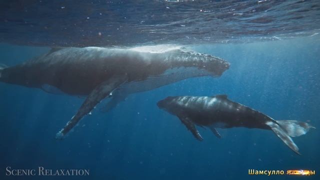 Коран сура  Ар-Рад видео 4к Миншави -Minshawiy