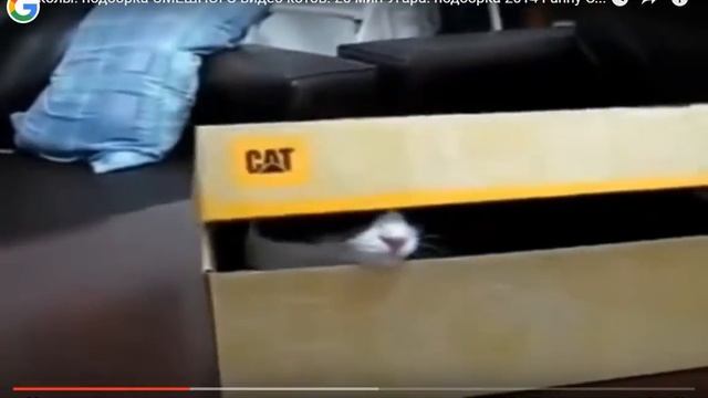 прикольное видео про котиков смотреть онлайн