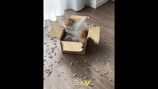 🐶 Самые смешные животные 2023. 🐱Приколы с кошками, собаками и не только 2023🐱 смотреть онлайн