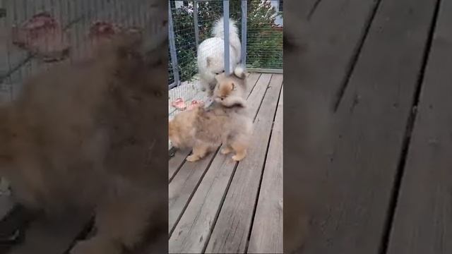 рыжие шпицы тип лисичка, набивная шерсть.