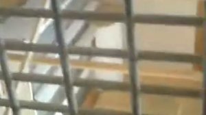 Голуби Свердловские