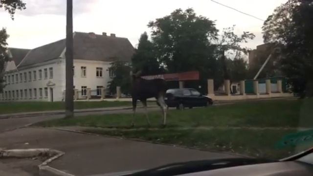 По Минску гуляет лось смотреть онлайн