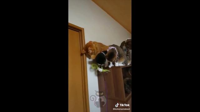 ❤️ Смешные коты из тик ток.❤️ Выпуск #3 смотреть онлайн