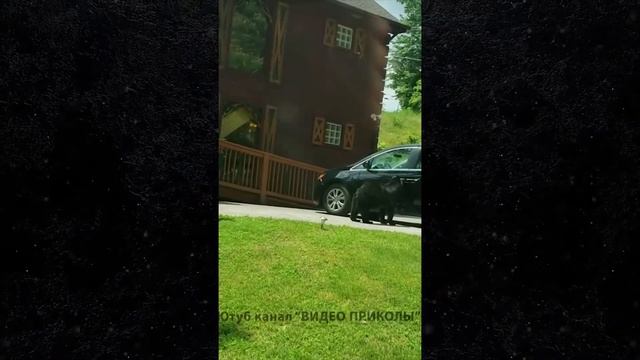 ПРИКОЛЫ Видео подборка про новые смешные лучшие ютуб смотреть онлайн