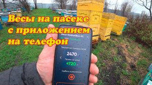 ПРИКУПИЛИ ВЕСЫ НА ПАСЕКУ, НАСТРОИЛИ И УСТАНОВИЛИ ПОД УЛЕЙ.