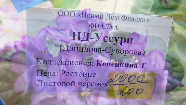 ФИАЛКИ -24. Выставка в Доме фиалки - март 2024г. Москва #выставкафиалок #домфиалки #galinapodleskik смотреть онлайн