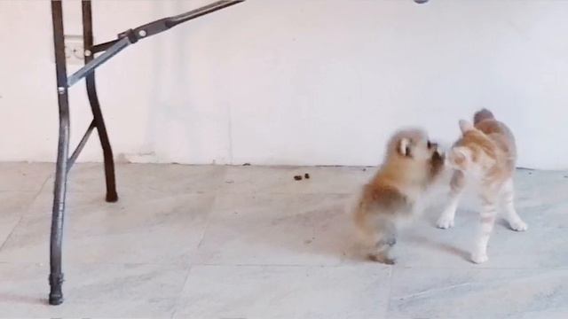 Шпиц. Щенки. Собаки. #dog #puppy #шпиц #щенок