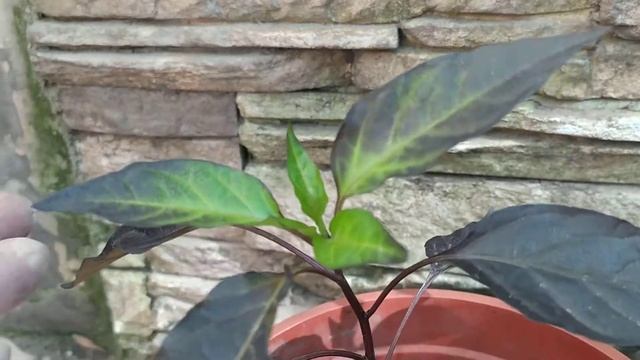 Dark Rio's & De Lava's F3 редкий крест острого перца смотреть онлайн
