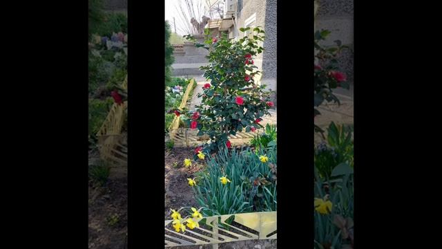 Цветочное настроение смотреть онлайн