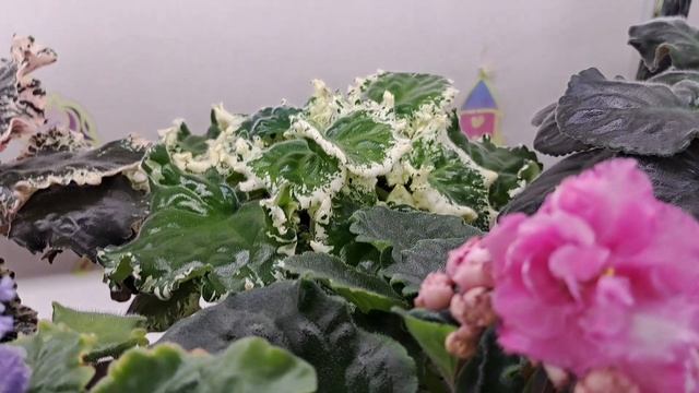 Обзор цветущих фиалок за 29.04. смотреть онлайн