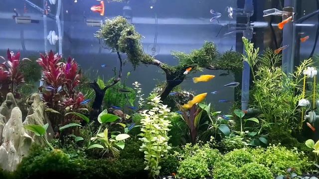 Pearling Aquascape / Fotosintesis Aquascape / Dutch Style Aquascape смотреть онлайн