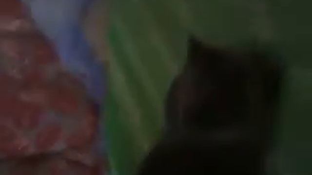 Лис, Комикс №1 смотреть онлайн