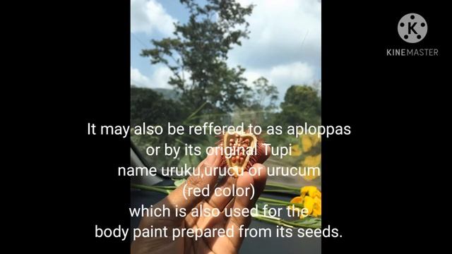 BIXA ORELLANA.#traditionalmedicine #ayurveda #india #localnamejabara #tribal#sindhoorplant смотреть онлайн