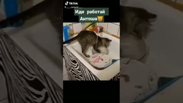 Новогодние приколы с котами (2022) смотреть онлайн