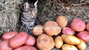 Обзор 15 сортов картофеля. Чудесный сад Ирины