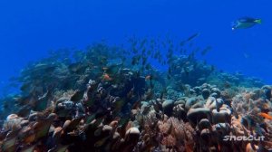 РЕЛАКС. ПОДВОДНЫЙ МИР