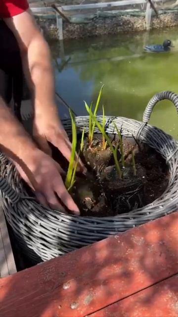 Лучшие растения для прибрежной зоны: Как выбрать и ухаживать смотреть онлайн