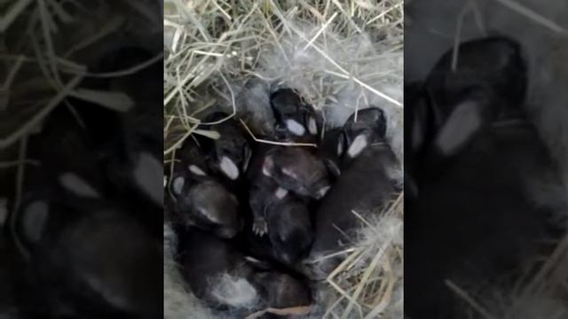 кролики маленькие смотреть онлайн