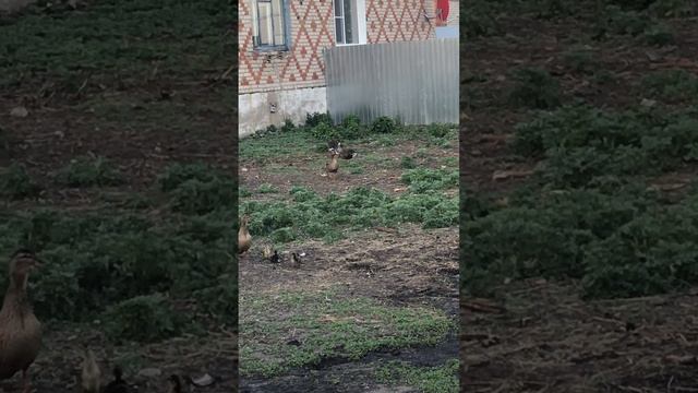 Голоса самок белолобого гуся! смотреть онлайн