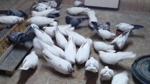 Свердловские голуби.