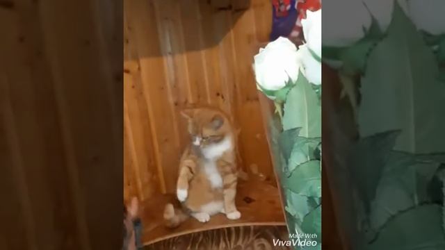 Кот (прикол) занимается спортом смотреть онлайн