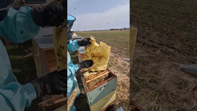 Язык !!! #пчеловодство #пчёлы #воск #язык #весна #2024