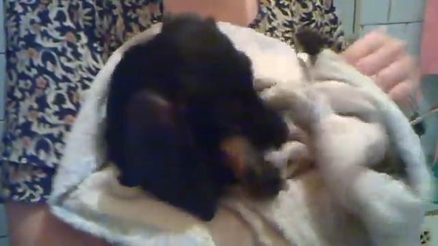 Кузя вытерается после ванны.mp4 смотреть онлайн