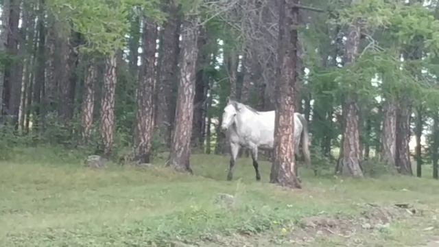 Утро, лошади у дома! смотреть онлайн