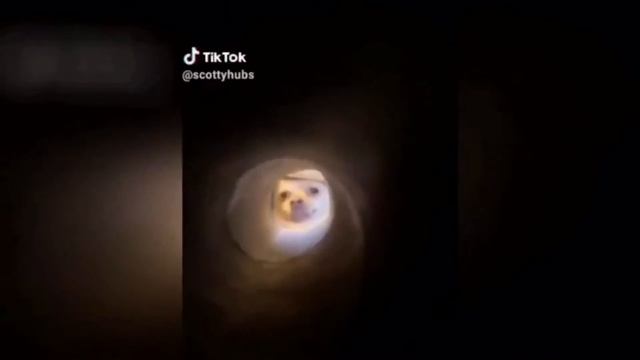 СМЕШНЫЕ ВИДЕО 2020 ГОДА! #2 смотреть онлайн