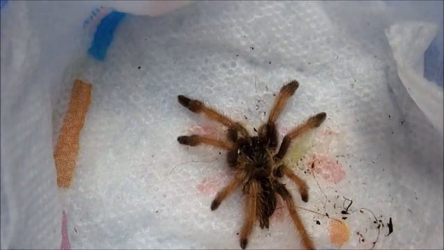 Update on the P. pulcher sling (not good...) смотреть онлайн